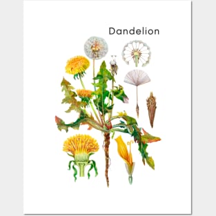 Dandelion Posters and Art